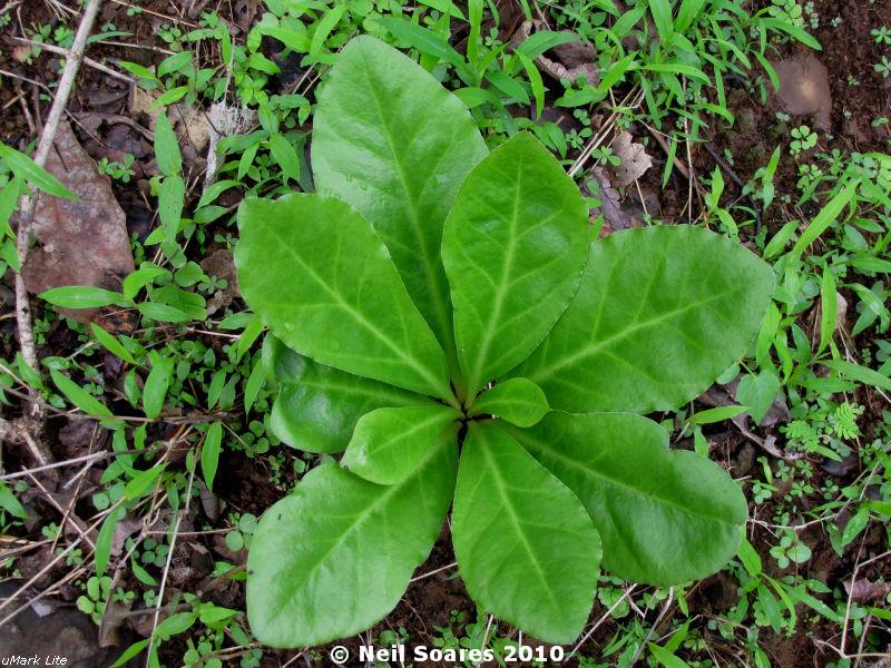 /wp-content/uploads/2020/10/Euphorbia%20fusiformis%20%5BE.%20acaulis%5D-Sista%201.jpg
