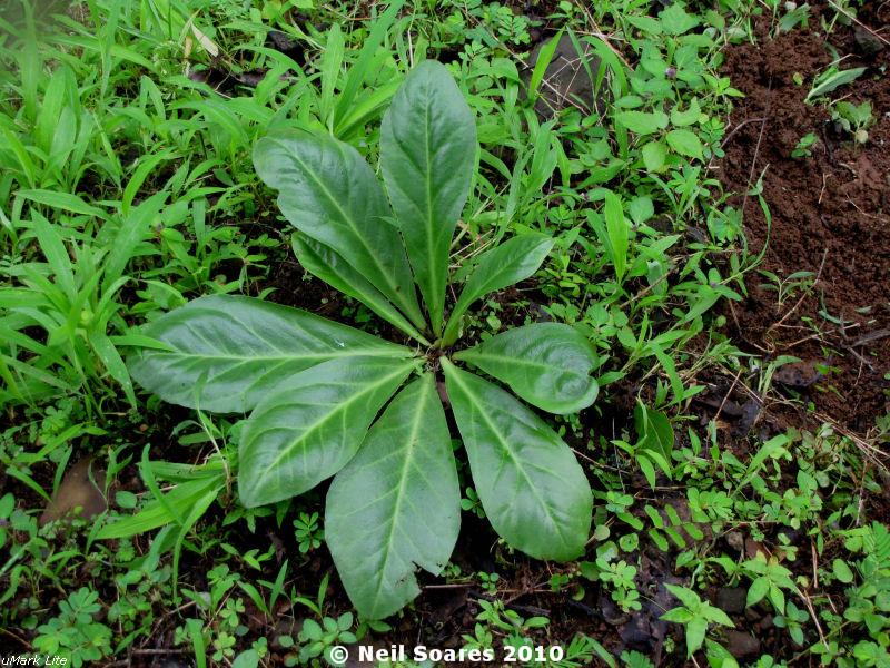/wp-content/uploads/2020/10/Euphorbia%20fusiformis%20%5BE.%20acaulis%5D-Sista%202.jpg
