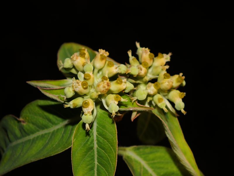 /wp-content/uploads/2020/10/Euphorbia%20geniculata%20-3-.JPG