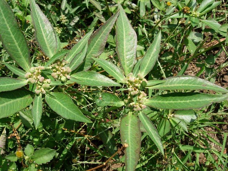 /wp-content/uploads/2020/10/Euphorbia%20heterophylla-Nasik-DSCN5243.jpg