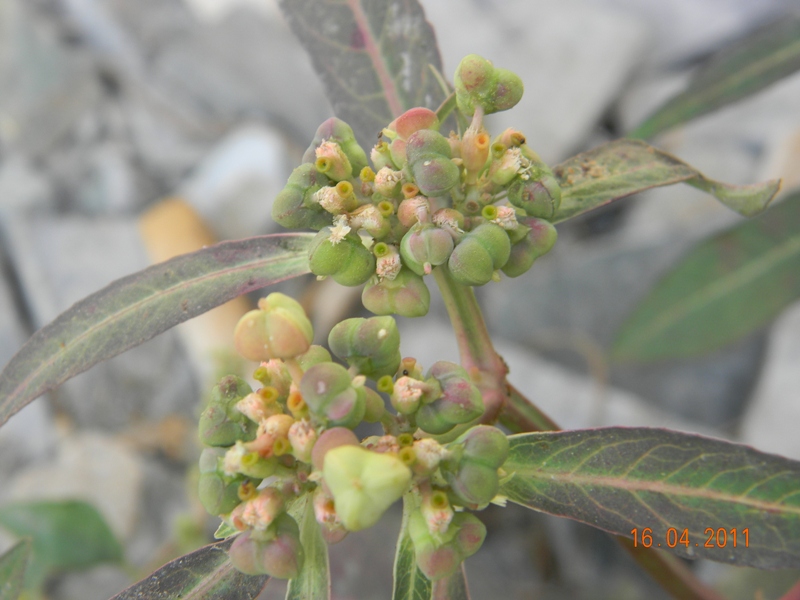 /wp-content/uploads/2020/10/Euphorbia%20heterophylla.JPG