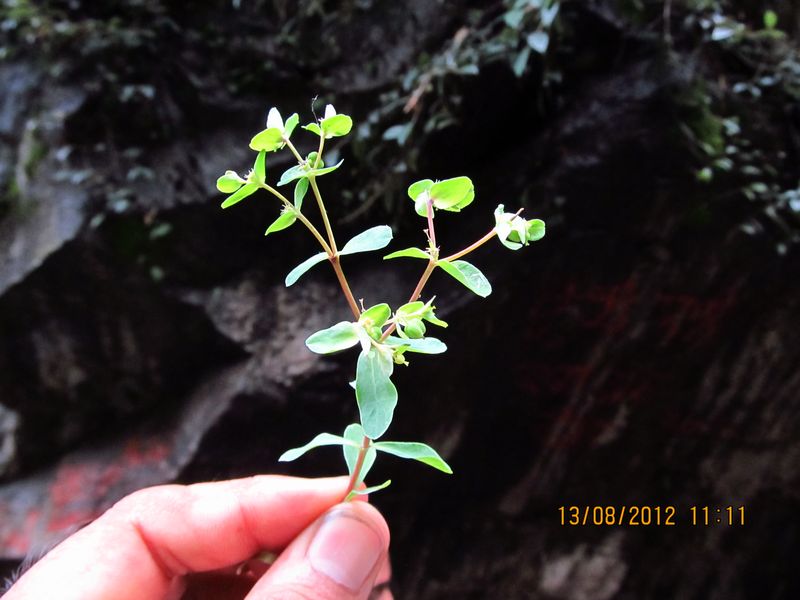 /wp-content/uploads/2020/10/Euphorbia%20maddenii%20-5-.JPG