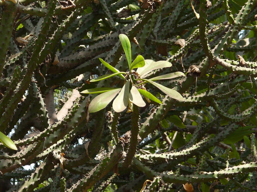 /wp-content/uploads/2020/10/Euphorbia%20neriifolia-Jijamata%20Udyan-P1150189.JPG