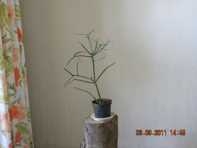 /wp-content/uploads/2020/10/Euphorbia%20tirucalli%20001.jpg