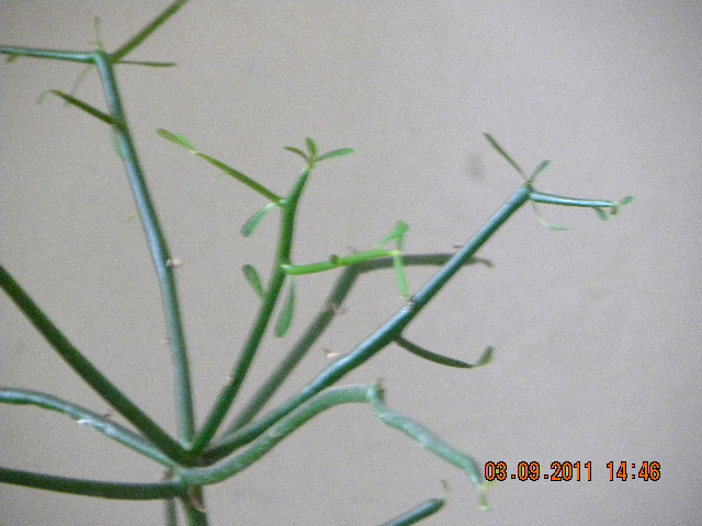 /wp-content/uploads/2020/10/Euphorbia%20tirucalli%20002.jpg