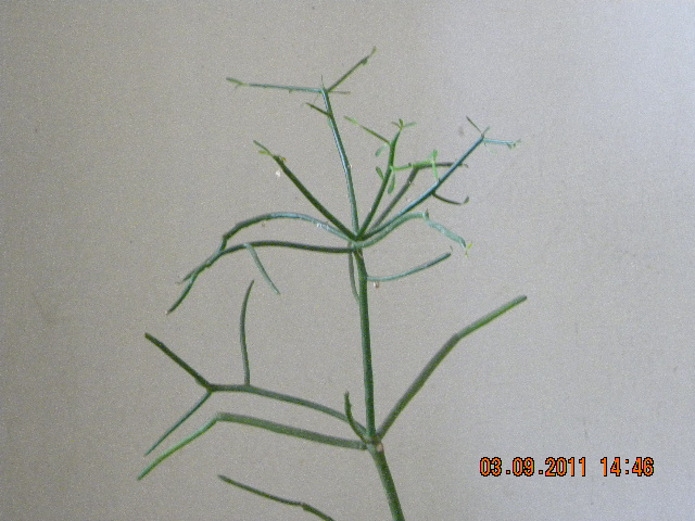 /wp-content/uploads/2020/10/Euphorbia%20tirucalli%20003.jpg