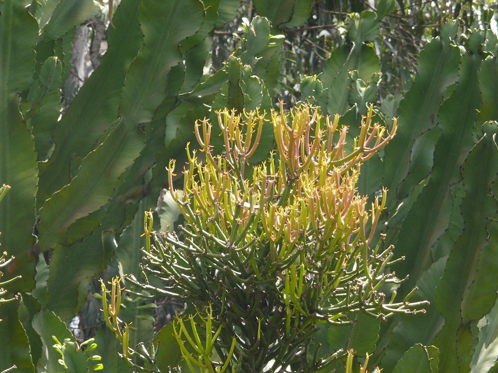 /wp-content/uploads/2020/10/Euphorbia%20tirucalli-Euphorbiaceae-Nairobi-Kenya-P1060097.JPG