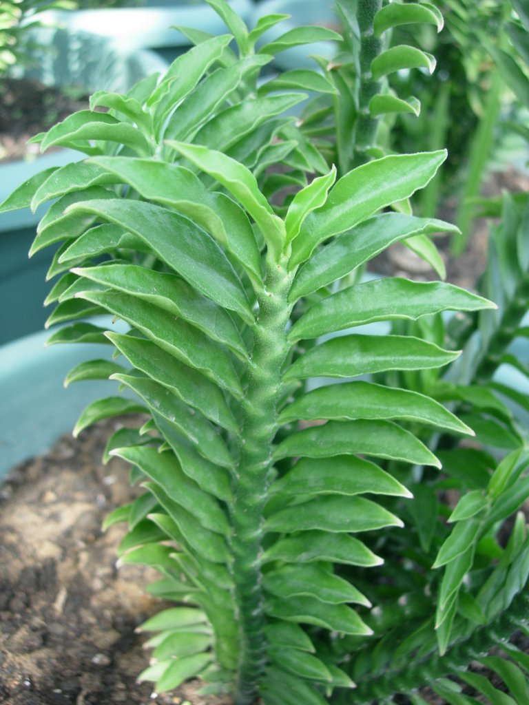 /wp-content/uploads/2020/10/Euphorbia%20tithymaloides%20-Nana--Pedilanthus%20tithymaloides%20-Nana--DSCN4322.JPG