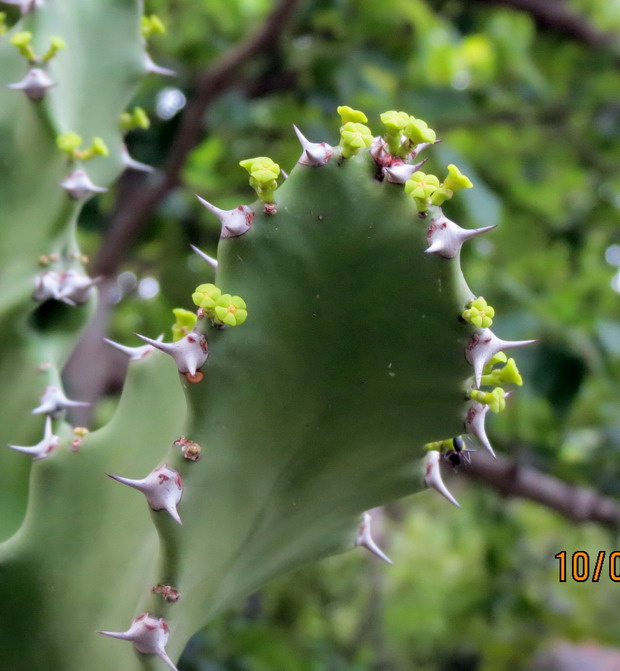 /wp-content/uploads/2020/10/Euphorbia%20tortillus%20flower.jpg