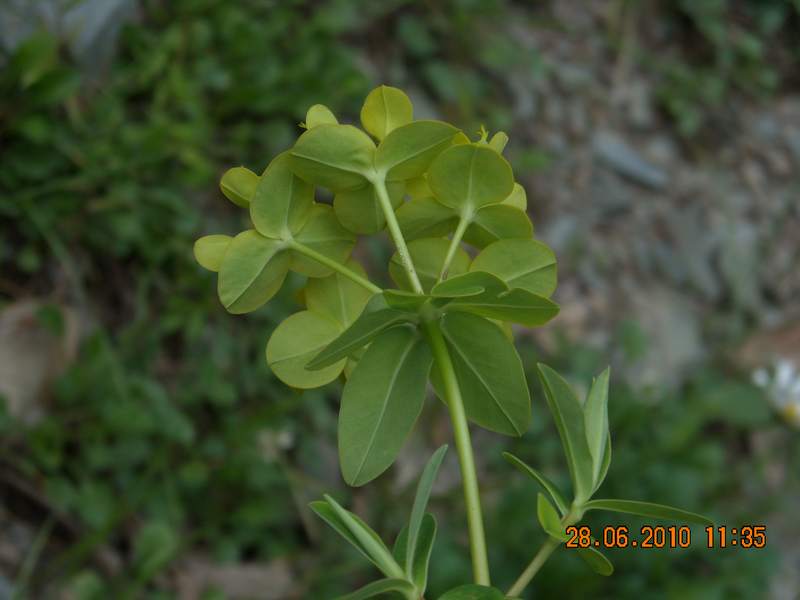 /wp-content/uploads/2020/10/Euphorbia%20wallichii-1%20-5-.JPG