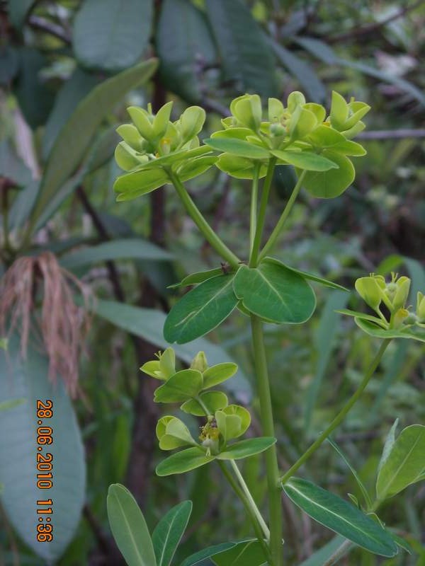 /wp-content/uploads/2020/10/Euphorbia%20wallichii-1%20-8--5.JPG