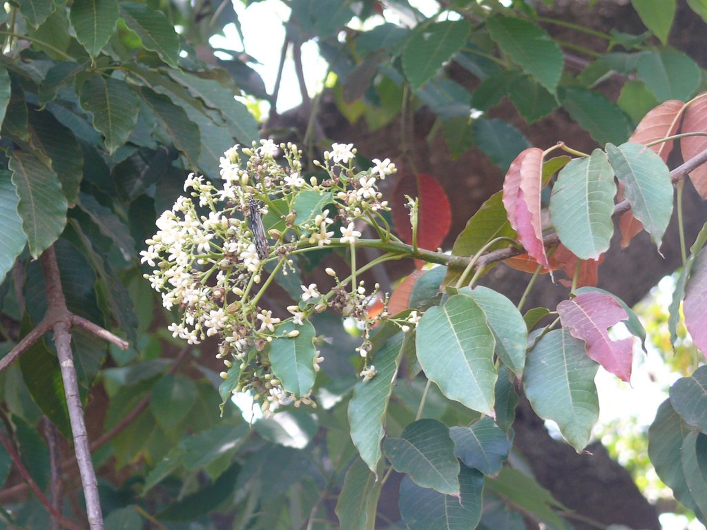 /wp-content/uploads/2020/10/Euphorbia-Arara%20Nut-Anda%20gomesii-Joannesia%20princeps-Euphorbiaceae-Lalbagh-Bangalore-P1180864.JPG