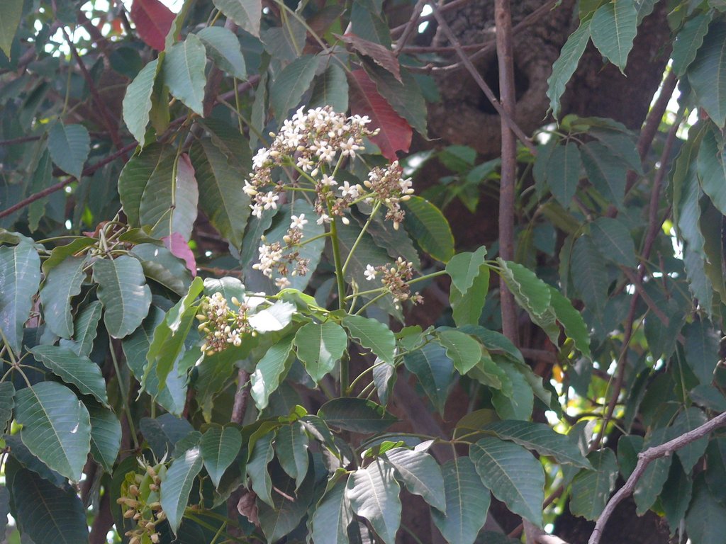 /wp-content/uploads/2020/10/Euphorbia-Arara%20Nut-Anda%20gomesii-Joannesia%20princeps-Euphorbiaceae-Lalbagh-Bangalore-P1180866.JPG
