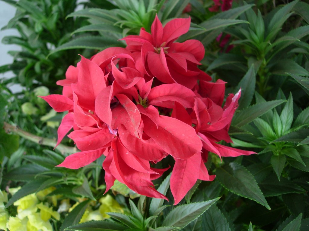 /wp-content/uploads/2020/10/Euphorbia-Flower%20Show-Mumbai-DSCN2716.JPG