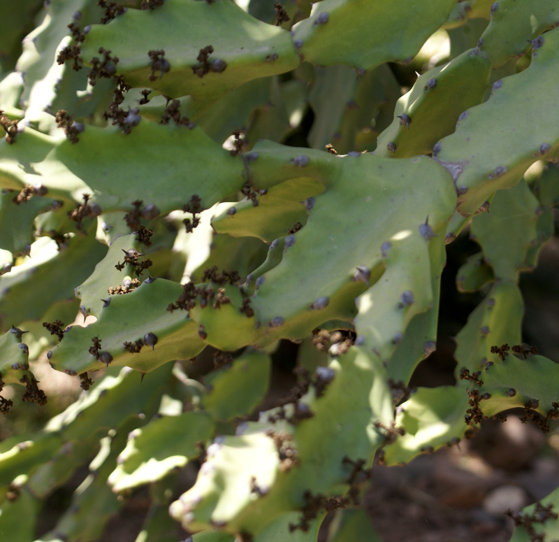 /wp-content/uploads/2020/10/Euphorbia-antiquorum-Panchkula-cactus-gdn-2.jpg