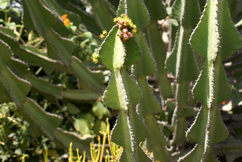 /wp-content/uploads/2020/10/Euphorbia-cooperi-Panchkula%20cactus-gdn-1.jpg