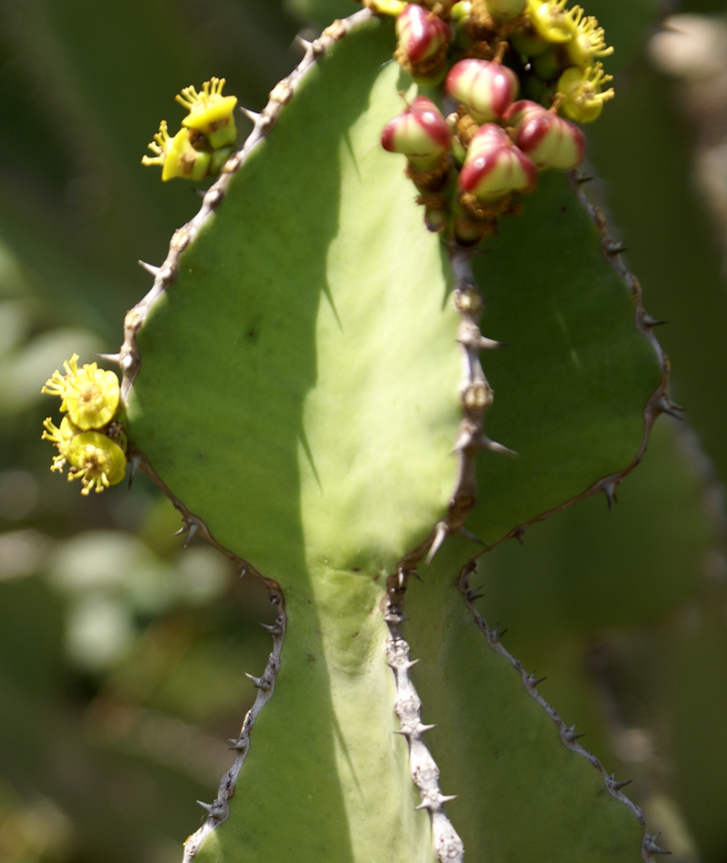 /wp-content/uploads/2020/10/Euphorbia-cooperi-Panchkula%20cactus-gdn-2.jpg