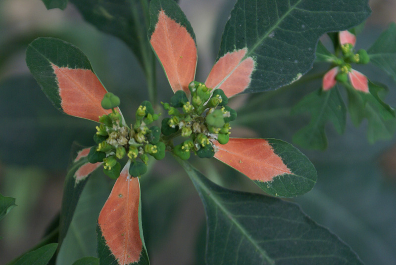 /wp-content/uploads/2020/10/Euphorbia-cyathophora-Delhi-2.jpg