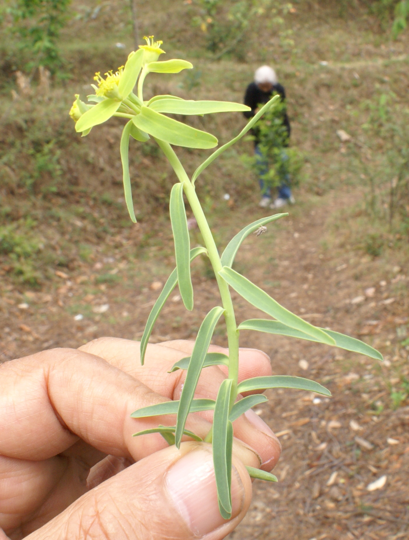 /wp-content/uploads/2020/10/Euphorbia-dracunculoides-Kausani-15-4-2012-DSC02804.jpg