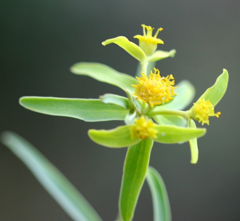 /wp-content/uploads/2020/10/Euphorbia-dracunculoides-Kausani-IMG_1236-Uttarakhand-3.jpg