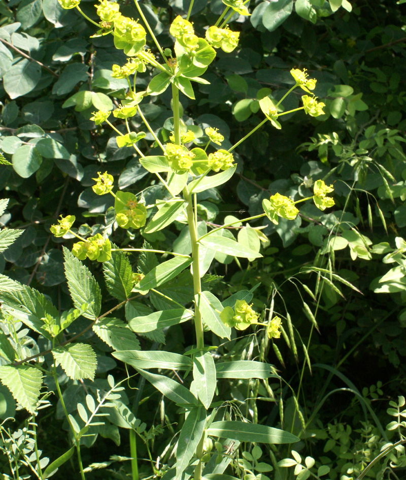 /wp-content/uploads/2020/10/Euphorbia-esula-Dachhigam-DSC04856-Kashmir-6.jpg