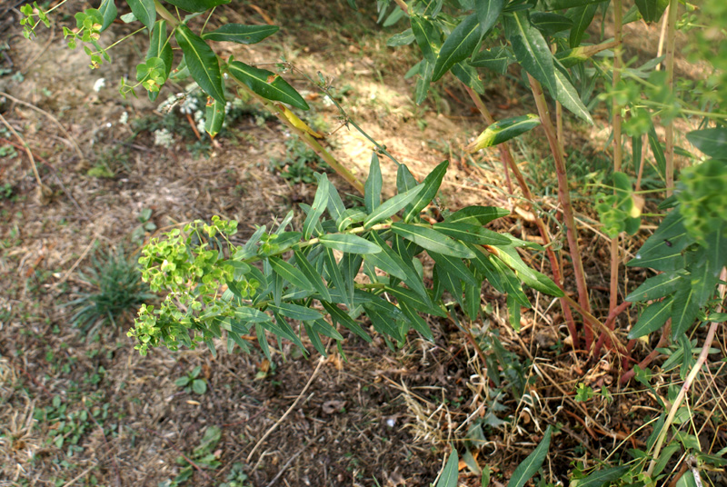 /wp-content/uploads/2020/10/Euphorbia-esula-confirm-Botanical%20garden-DSC06875-Kashmir-1.jpg