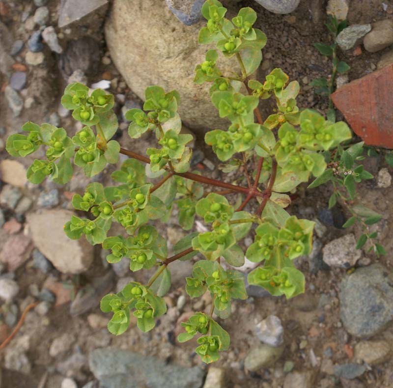 /wp-content/uploads/2020/10/Euphorbia-helioscopia-Kashmir-a-2.jpg