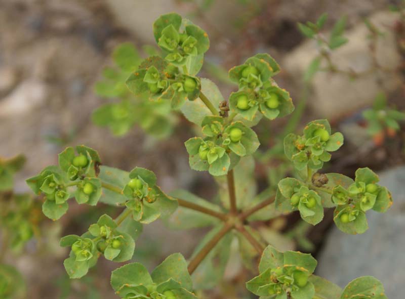 /wp-content/uploads/2020/10/Euphorbia-helioscopia-Kashmir-b-0.jpg