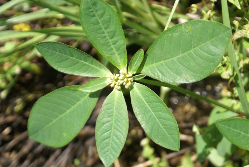 /wp-content/uploads/2020/10/Euphorbia-heterophylla-MJussoorie%20Chakrata%20road%20near%20Bharatkhai-DSC09872.jpg