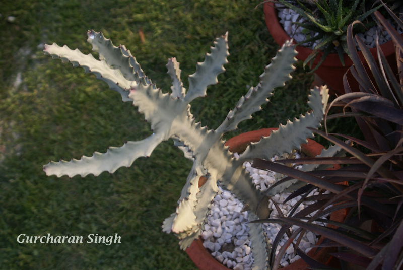 /wp-content/uploads/2020/10/Euphorbia-lactea-DU-Flowershow-Delhi-1%20copy.jpg