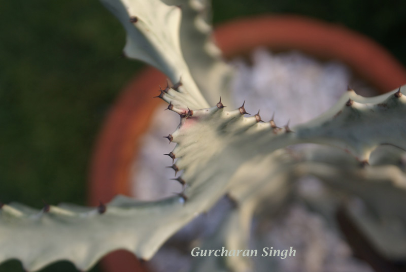 /wp-content/uploads/2020/10/Euphorbia-lactea-DU-Flowershow-Delhi-3%20copy.jpg