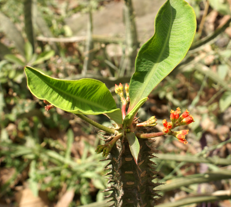/wp-content/uploads/2020/10/Euphorbia-neohumbertii-Khalsa-26-4-DSC09597-Delhi-2.jpg