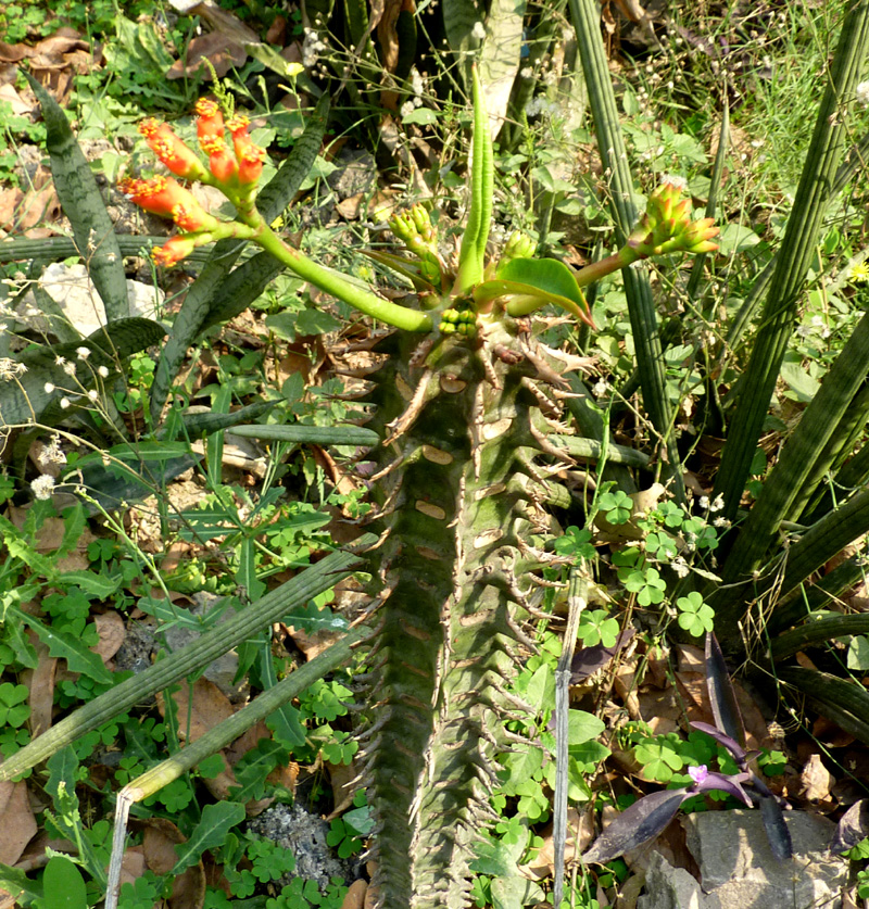 /wp-content/uploads/2020/10/Euphorbia-neohumbertii-Khalsa-26-4-P1070892-Delhi-1.jpg