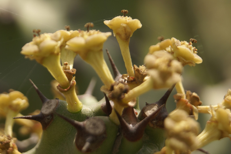 /wp-content/uploads/2020/10/Euphorbia-nerifolia-Delhi-4.jpg