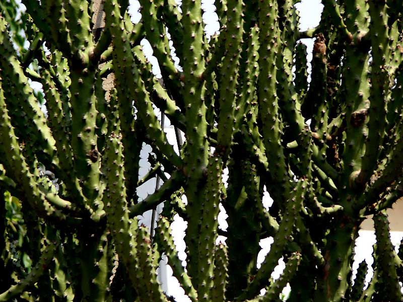 /wp-content/uploads/2020/10/Euphorbia-neriifolia-140509.jpg