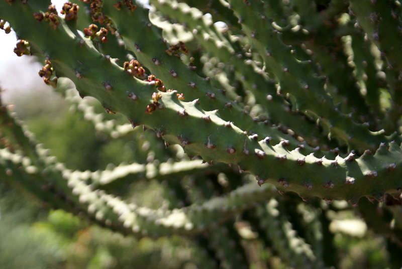 /wp-content/uploads/2020/10/Euphorbia-neriifolia-Panchkula-cactus-gdn-9-4-DSC04115.jpg