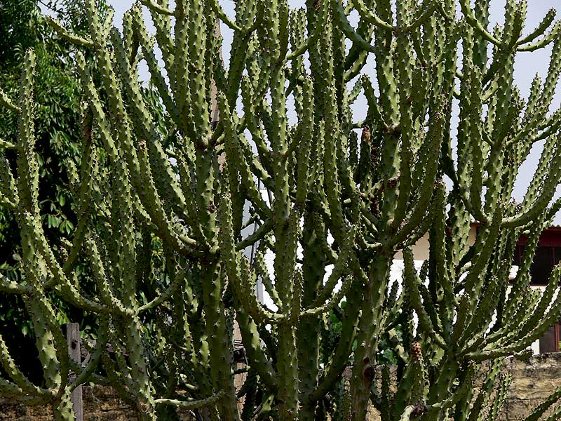 /wp-content/uploads/2020/10/Euphorbia-neriifolia-or-Tho.jpg