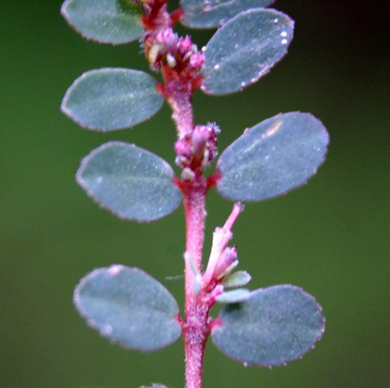 /wp-content/uploads/2020/10/Euphorbia-prostrata-Herbal-gdn-Delhi-1.jpg