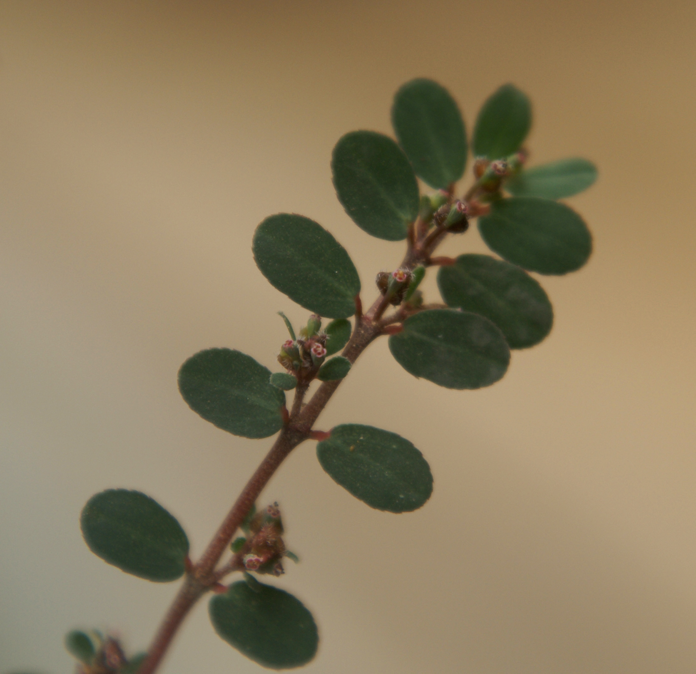 /wp-content/uploads/2020/10/Euphorbia-prostrata-khalsa-Delhi-3.jpg