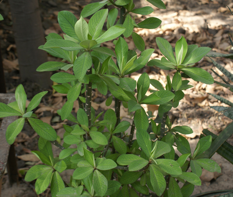 /wp-content/uploads/2020/10/Euphorbia-pseudograntii-Khalsa-Delhi-3.jpg