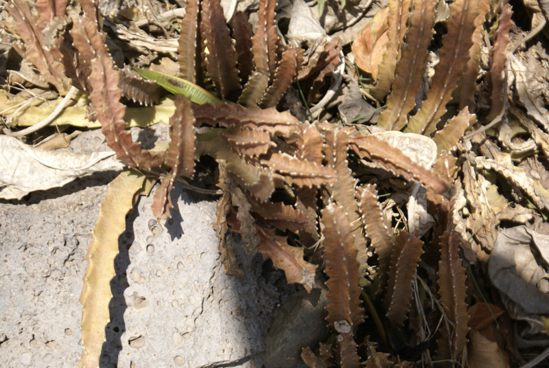 /wp-content/uploads/2020/10/Euphorbia-resinifera-Panchkula-Cactus-gdn-9-4-DSC04370.jpg