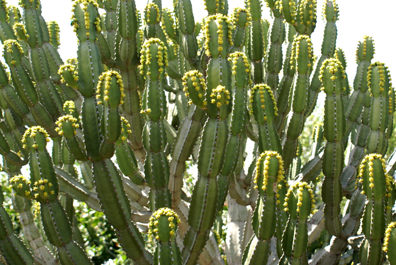 /wp-content/uploads/2020/10/Euphorbia-royleana-b-Panchkula%20cactus%20gdn-1.jpg