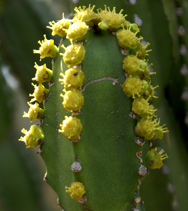 /wp-content/uploads/2020/10/Euphorbia-royleana-b-Panchkula%20cactus%20gdn-2.jpg