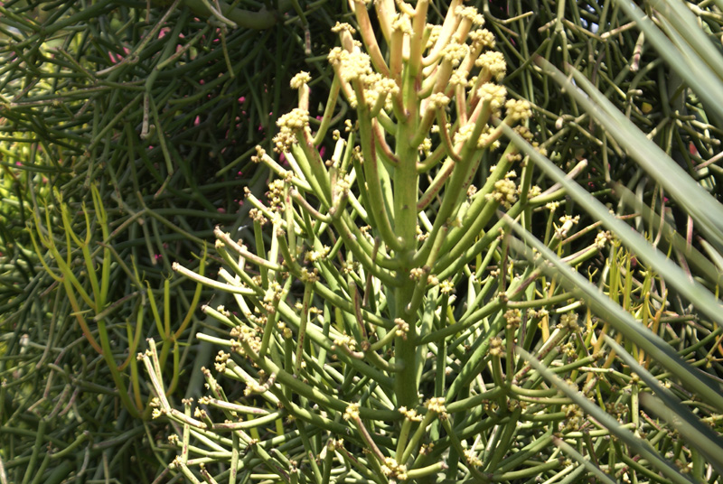 /wp-content/uploads/2020/10/Euphorbia-tirucalli-Panchkula%20cactus-gdn-9-4-DSC04480.jpg
