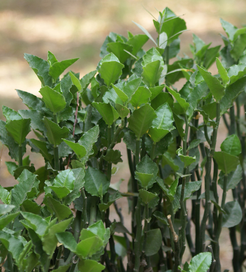 /wp-content/uploads/2020/10/Euphorbia-tithymaloides-Delhi-1-9.jpg