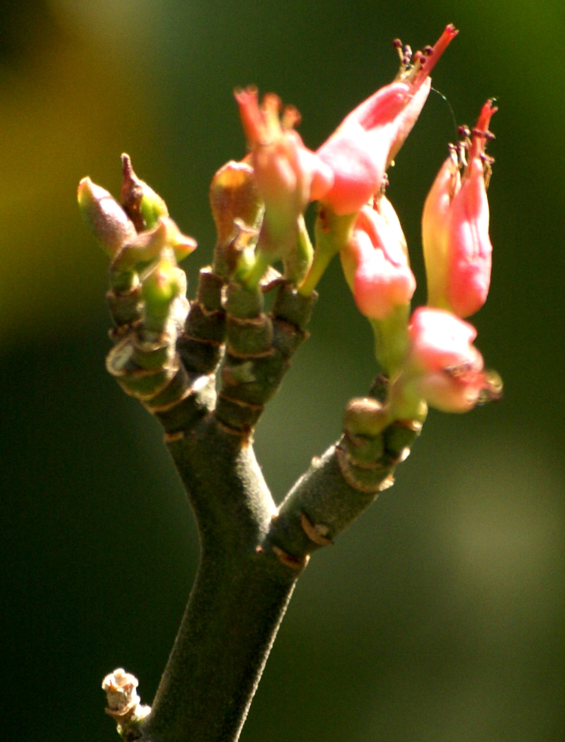 /wp-content/uploads/2020/10/Euphorbia-tithymaloides-Delhi-3.jpg