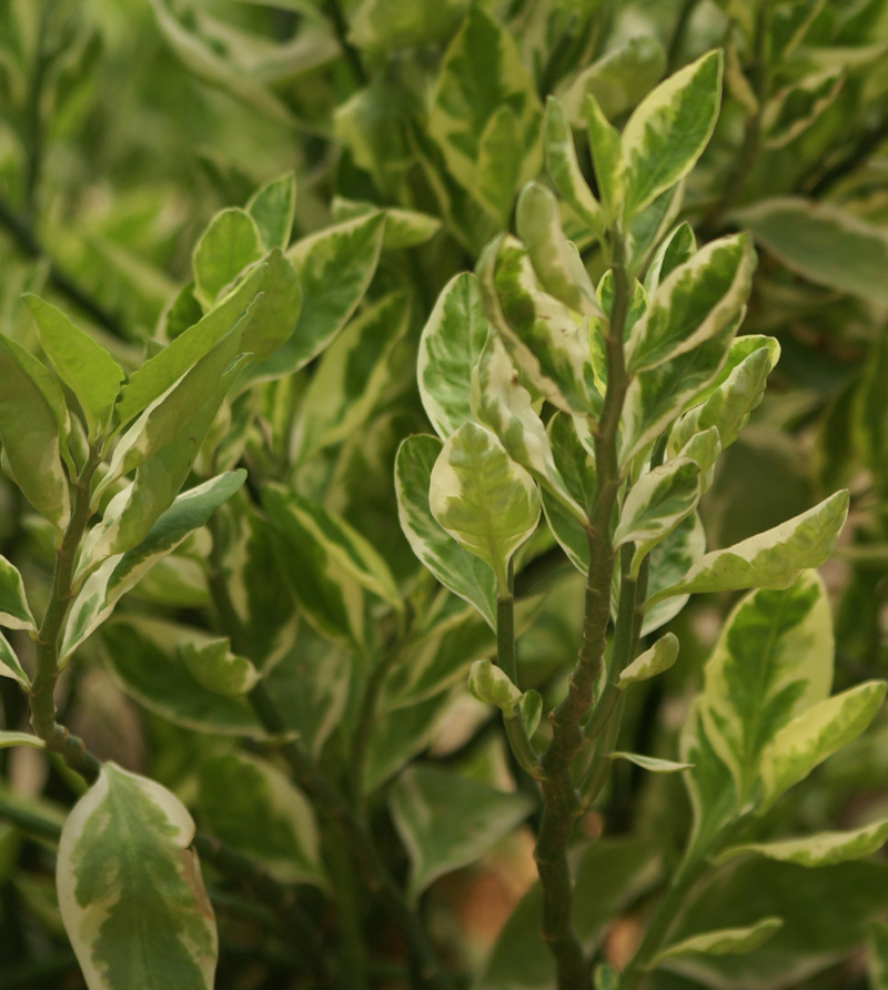 /wp-content/uploads/2020/10/Euphorbia-tithymaloides-variegata-Delhi-1-3.jpg