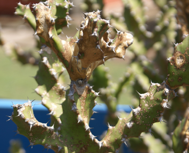 /wp-content/uploads/2020/10/Euphorbia-tortilis-Panchkula-cactus-gdn-1.jpg