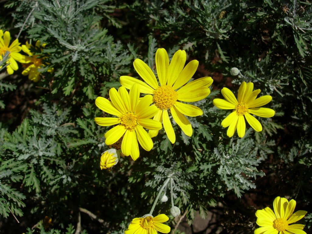 /wp-content/uploads/2020/10/Euryops%20chrysanthemoides-Nairobi-Kenya-DSCN7436.JPG