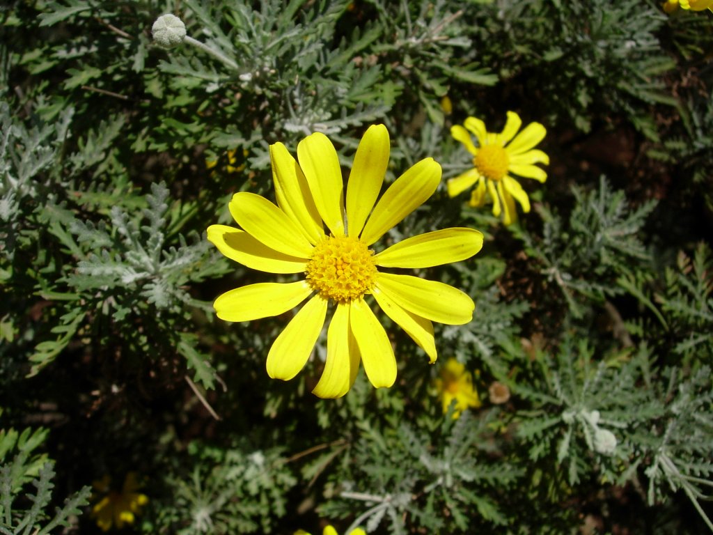 /wp-content/uploads/2020/10/Euryops%20chrysanthemoides-Nairobi-Kenya-DSCN7437.JPG